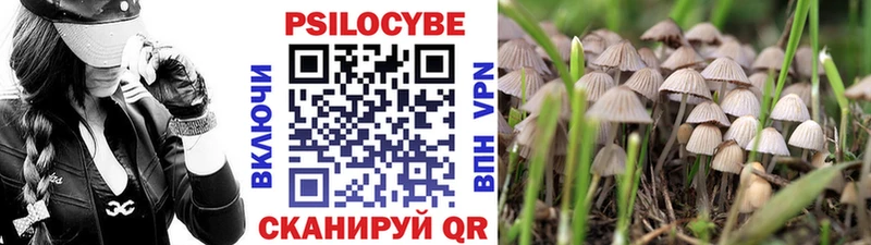 маркетплейс официальный сайт  дарнет шоп  Ершов  Псилоцибиновые грибы мицелий 